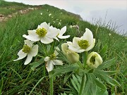 65 Anemonastrum narcissiflorum (Anemone narcissino)